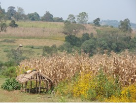 Gezaghun Gudeta’s maize crop.  Photo credit:  Karen Hardee, PAI
